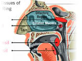 nasal-cavity-anatomy-callout